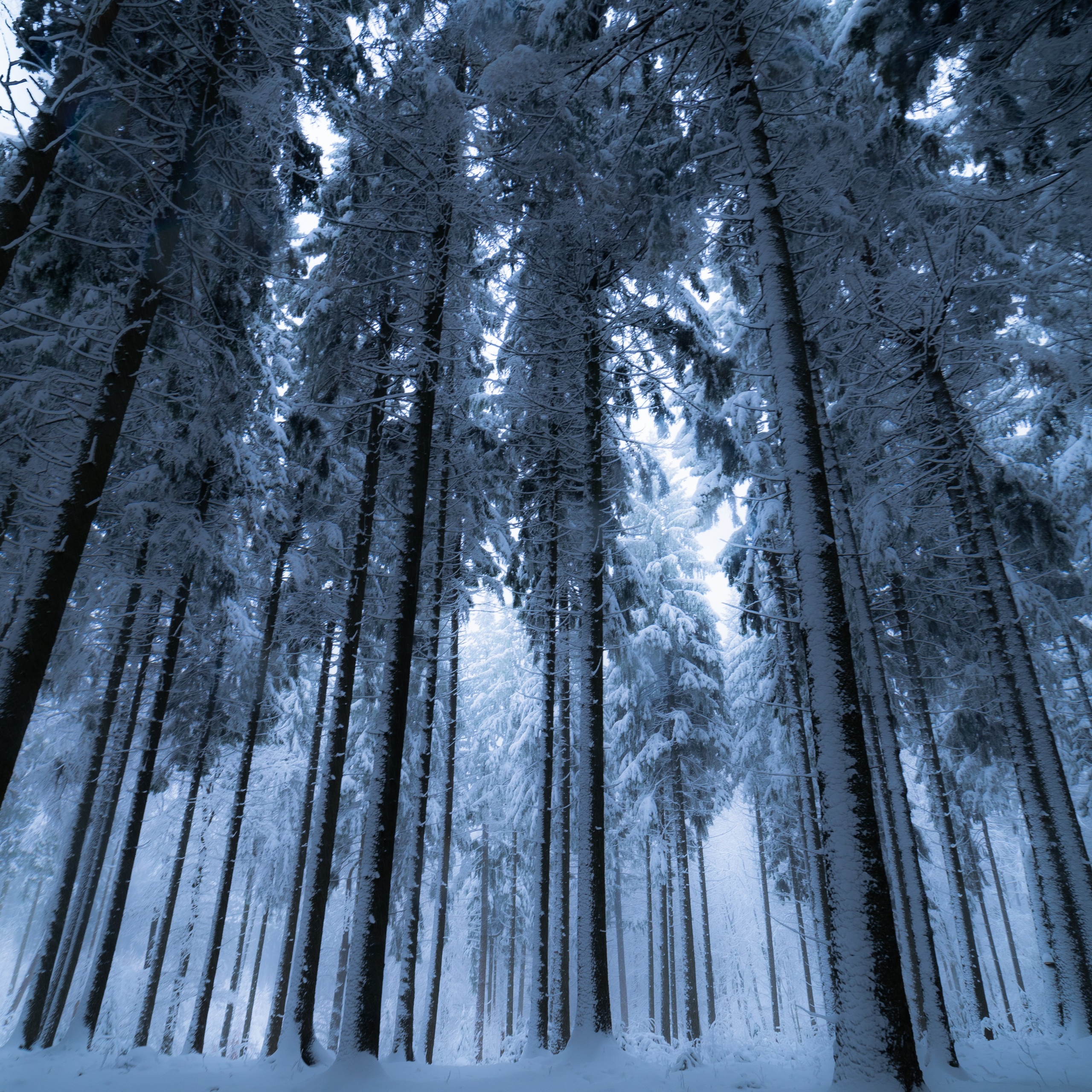 snowy dark forest wallpaper