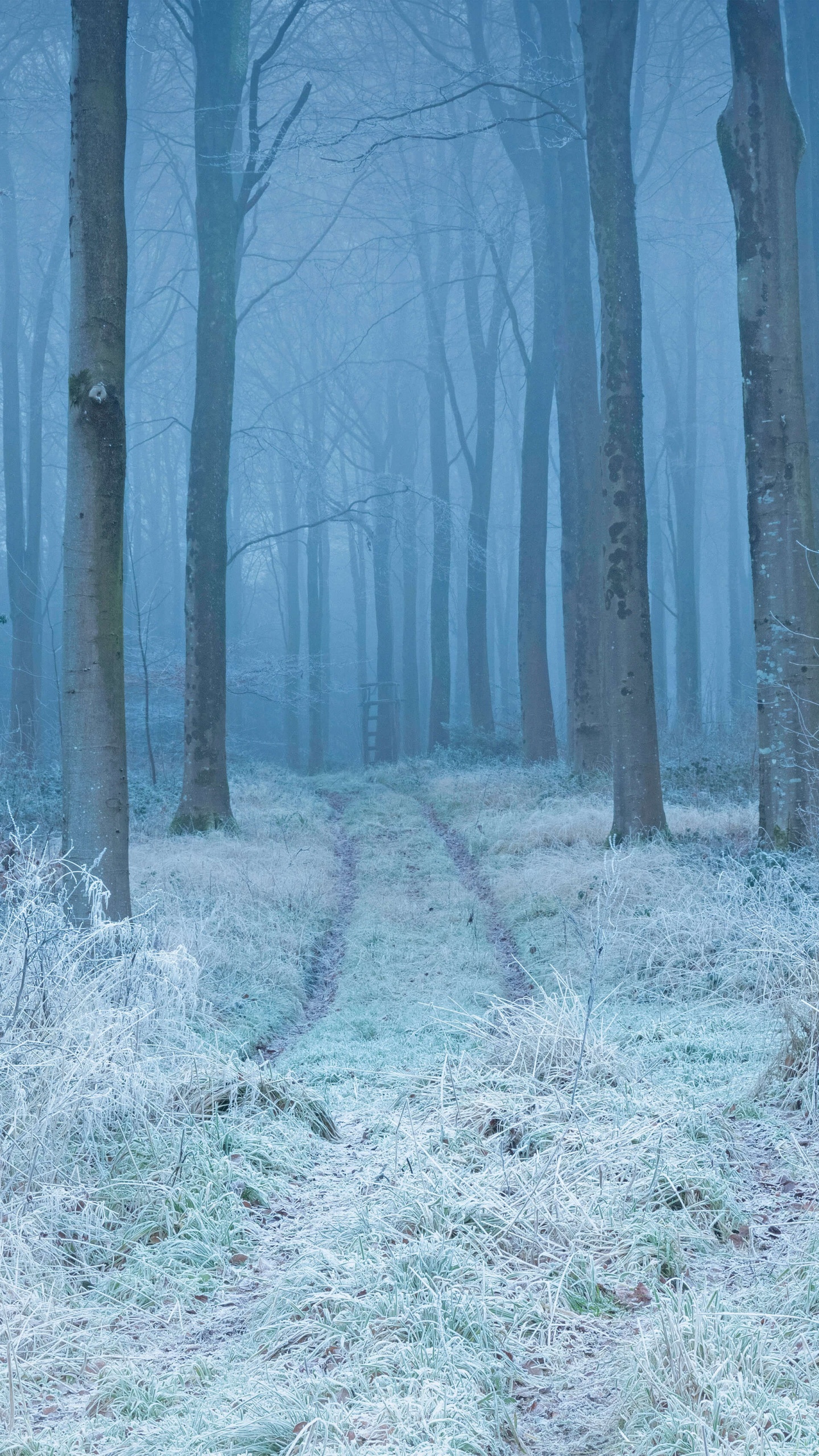 Frost nature winter HD phone wallpaper  Peakpx