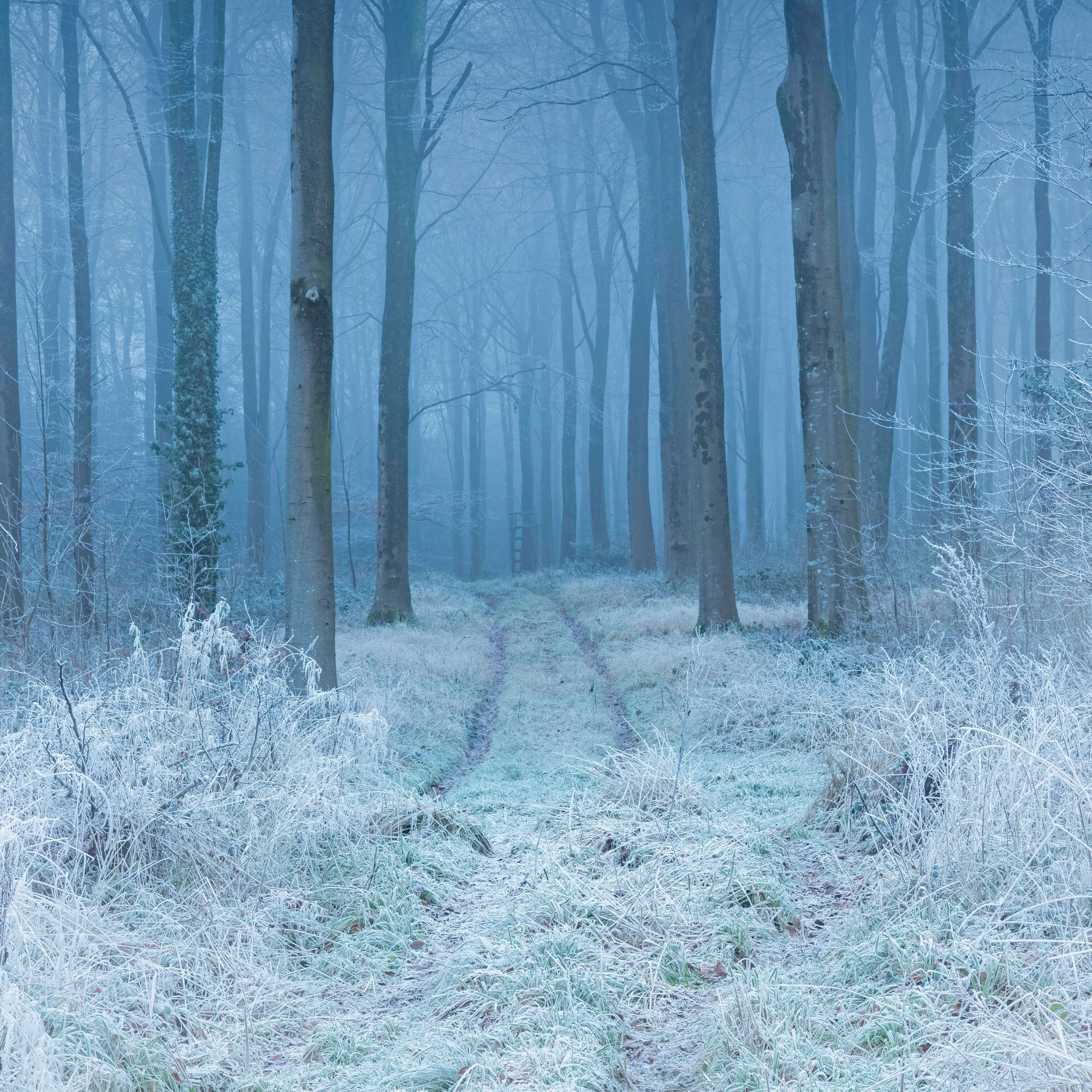 Winter Wallpaper 4K, Forest, Frost, Mist, Nature, #7403