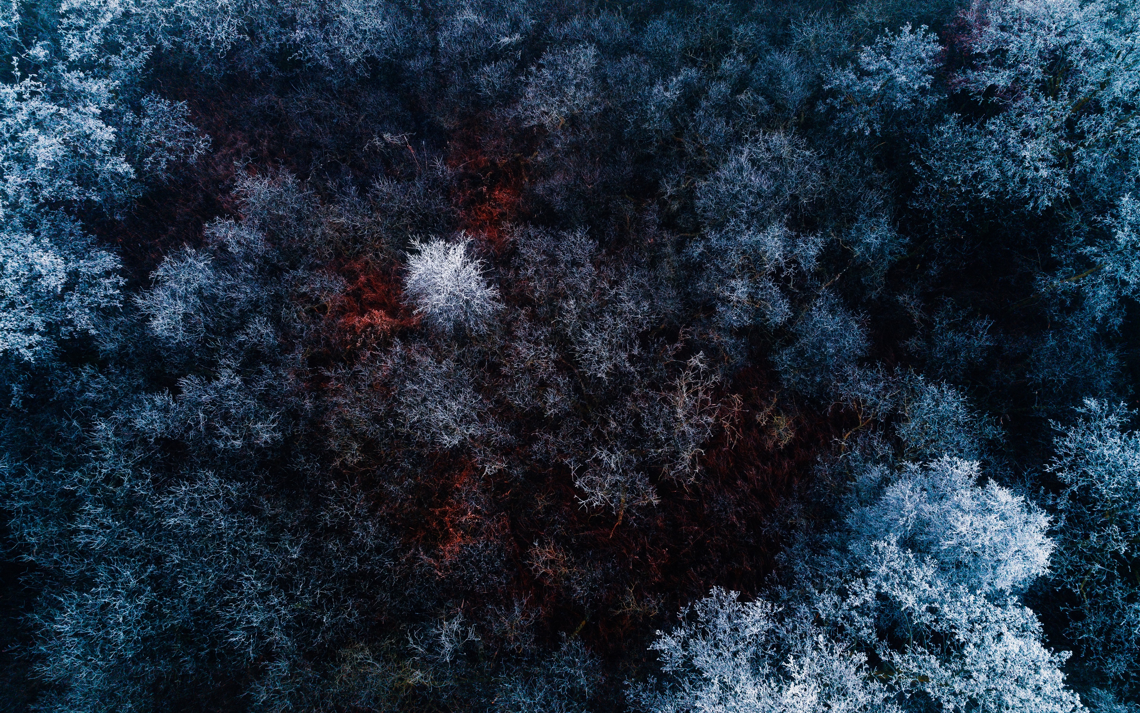Winter forest Wallpaper 4K, Snow covered, Nature, #3698