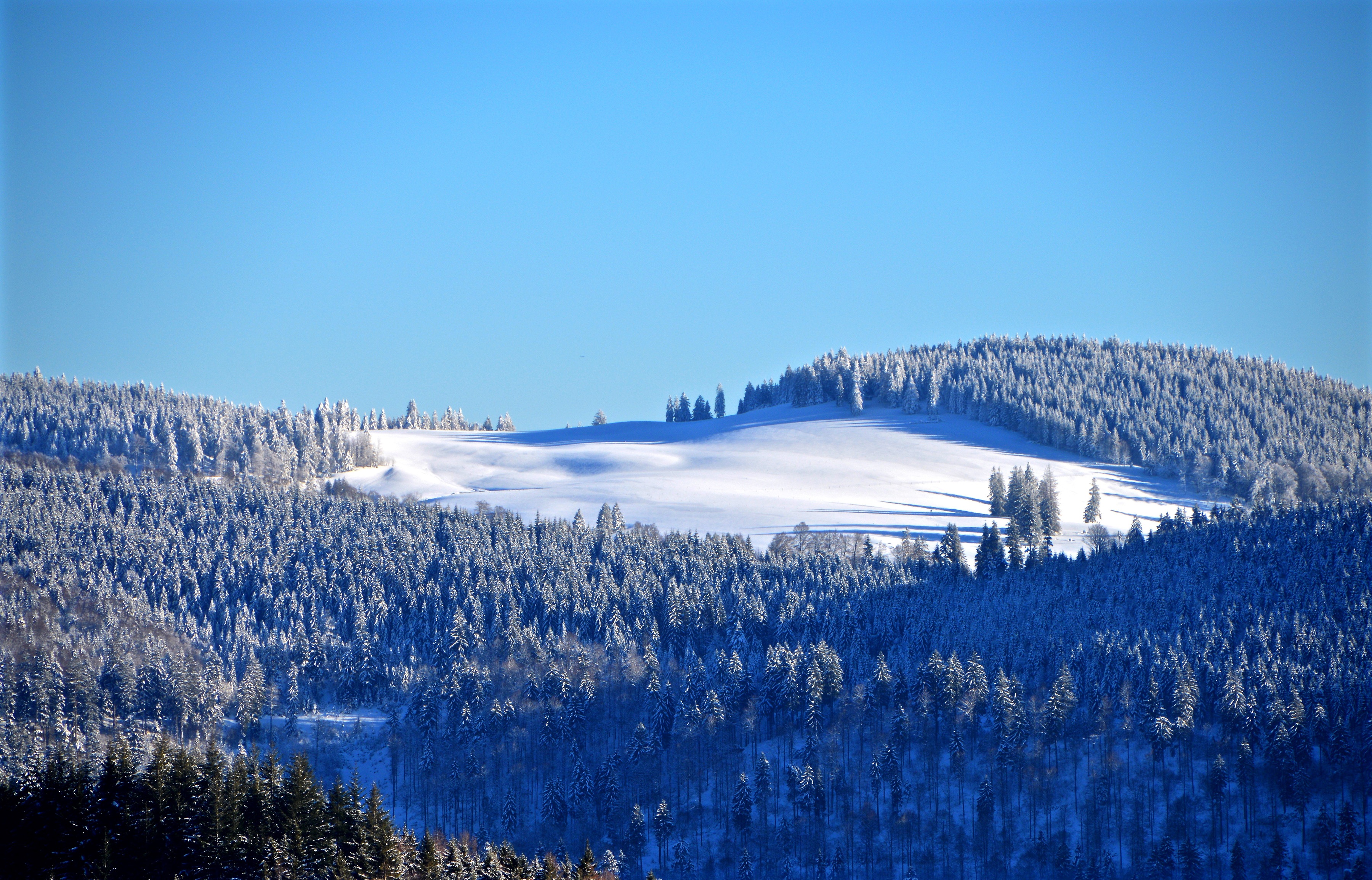 Winter forest Wallpaper 4K, Snow, Trees, Hill, Sky view, Clear sky