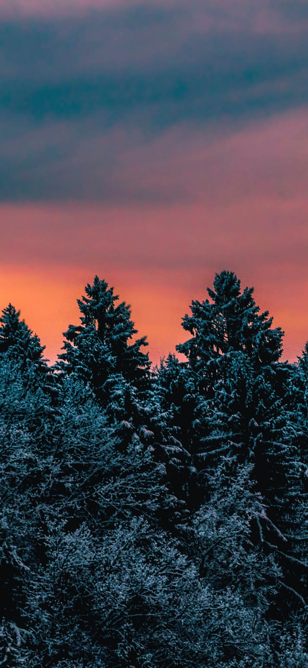 Winter Wallpaper 4K, Pine trees, Evening sky, Dusk, Twilight, Nature, #703