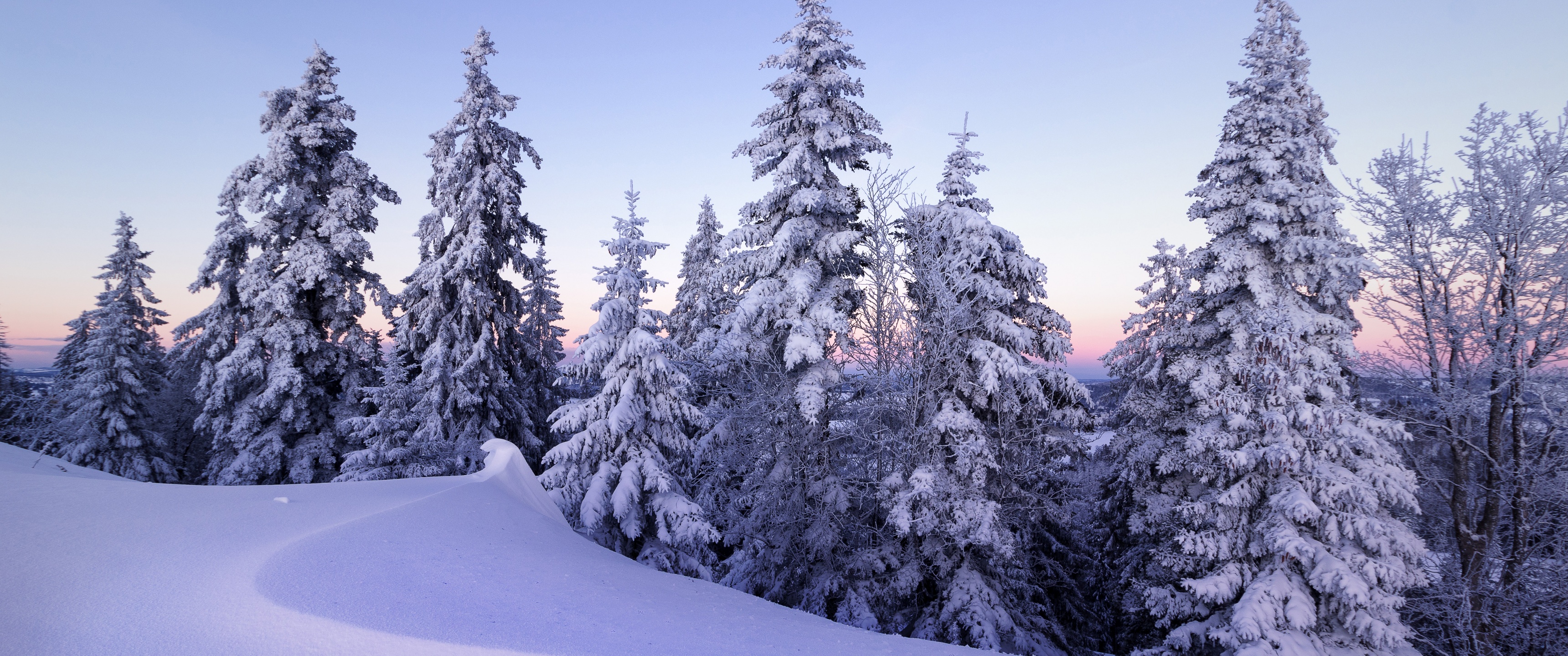 Winter Wallpaper 4K, Snow, Pine trees, Nature, #3753
