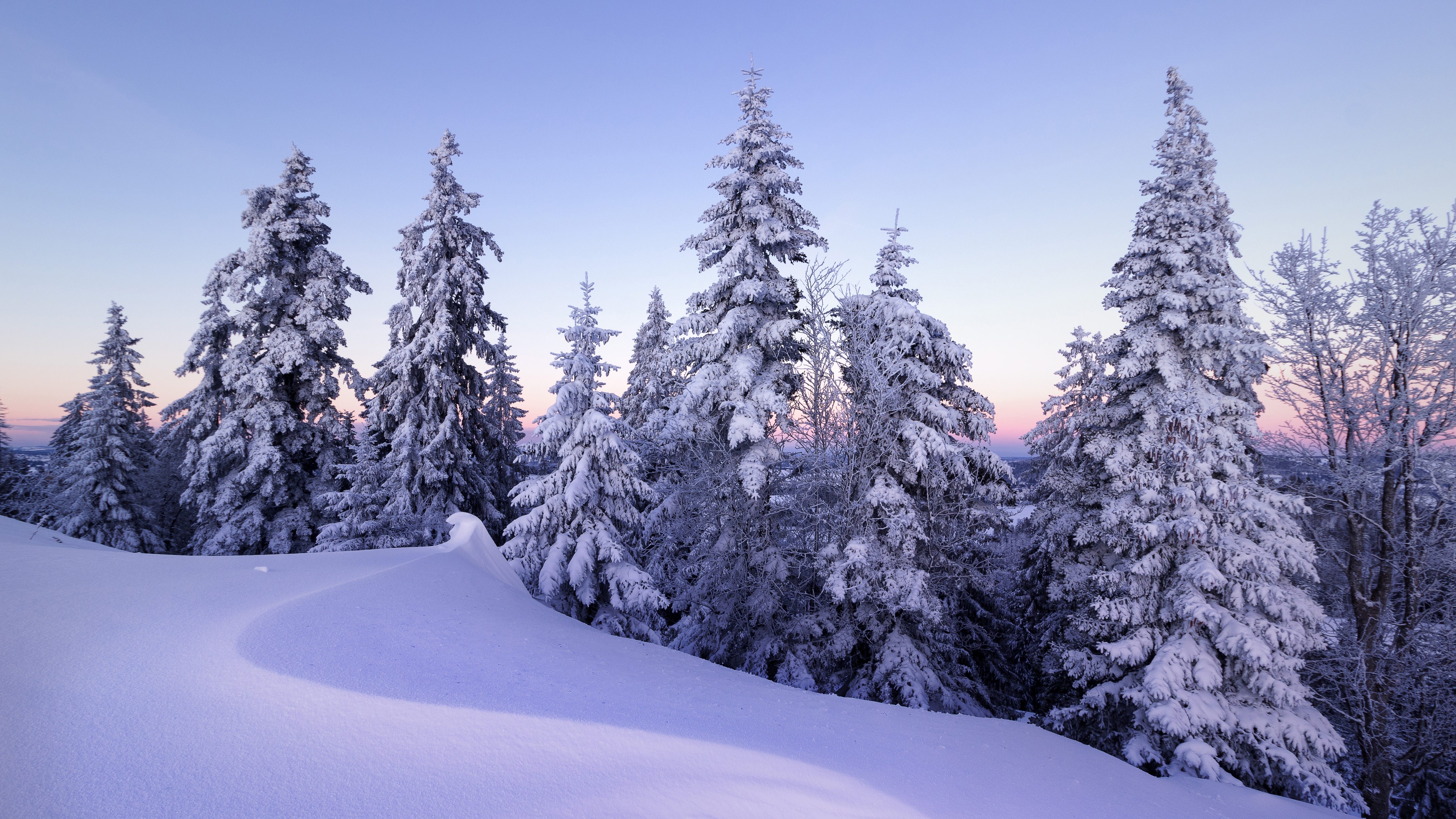 Winter Wallpaper 4K, Snow, Pine trees, #3753