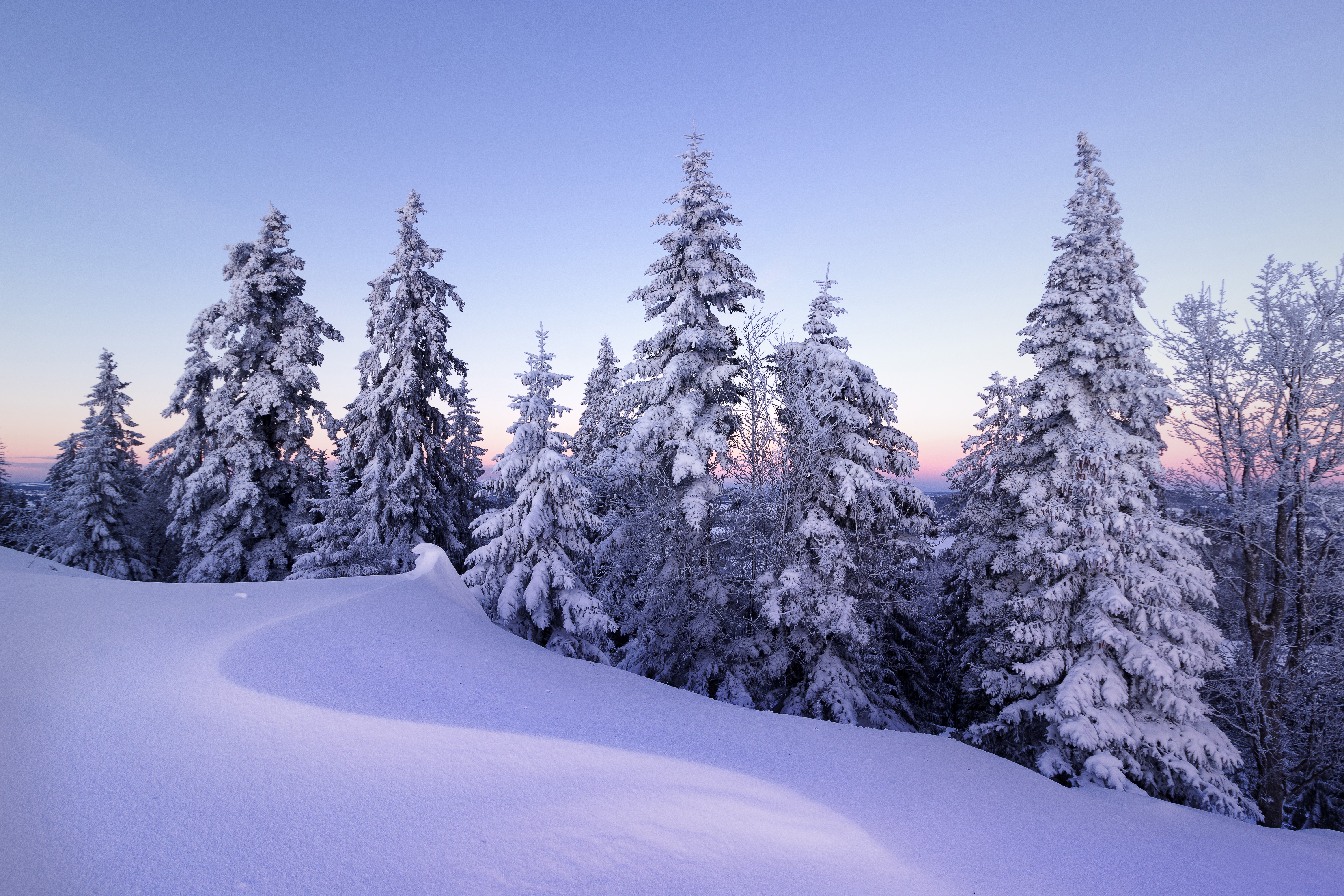Winter Wallpaper 4K, Snow, Pine trees, Nature, #3753