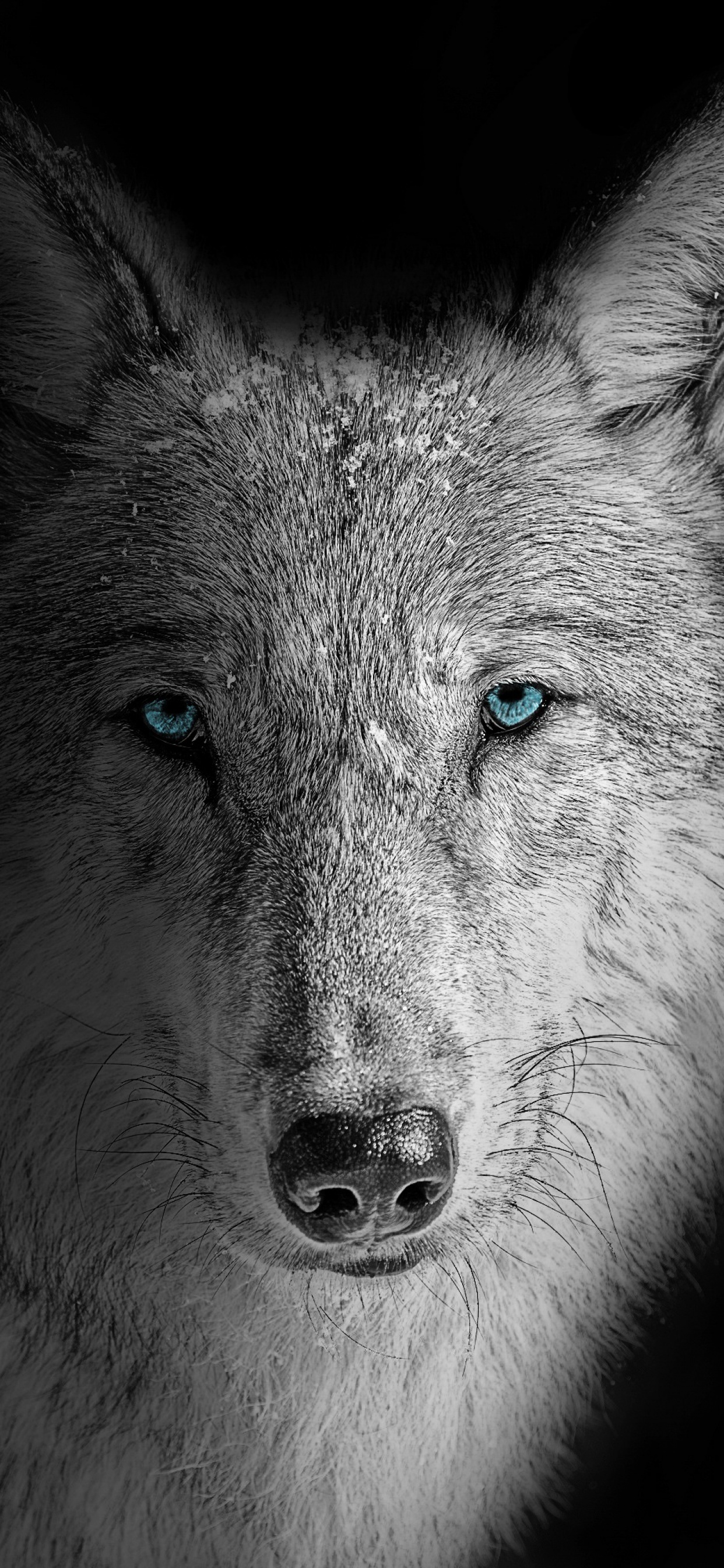 Wolf 4k Wallpaper Beast Wild White Wolf Black Background Animals 1527