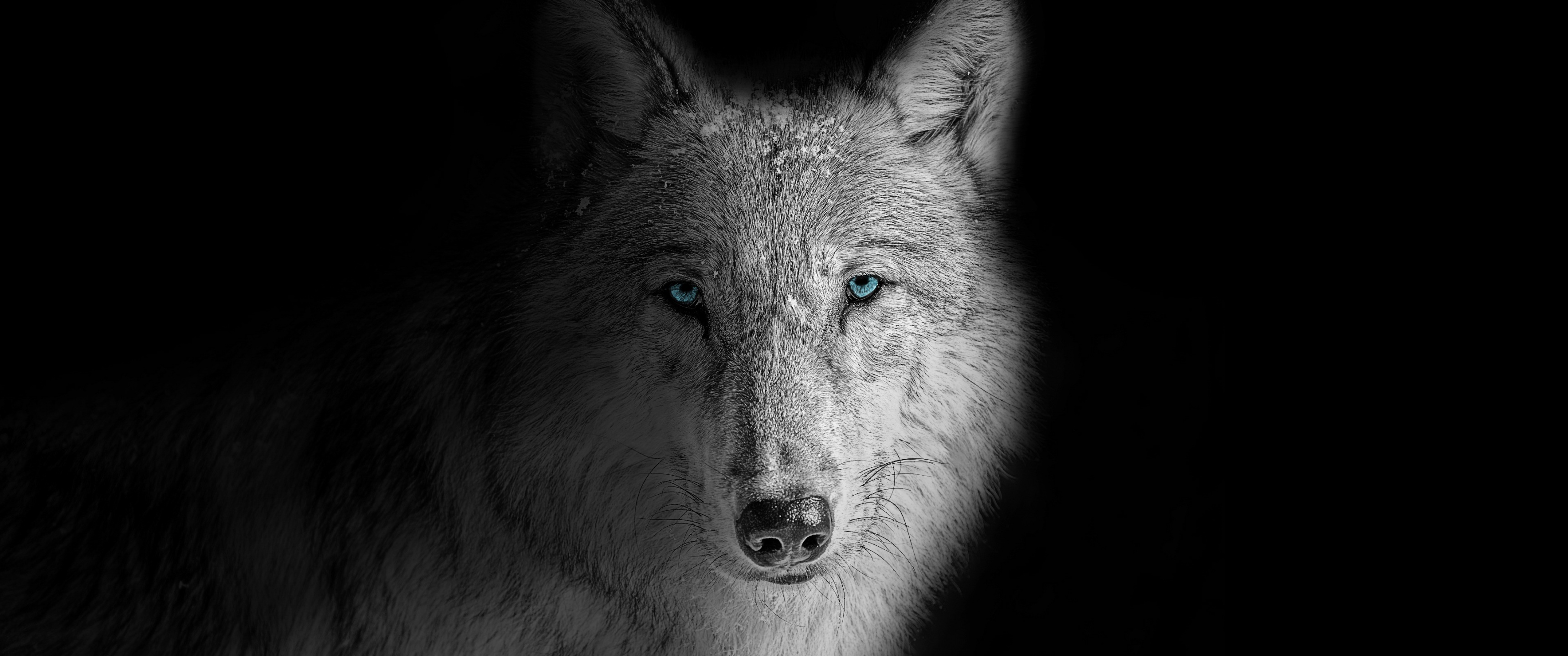 Wolf Dreamcatcher Wallpaper (58+ images)