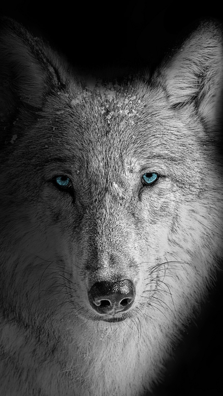 Wolf Wallpaper 4K, Beast, Wild, White wolf