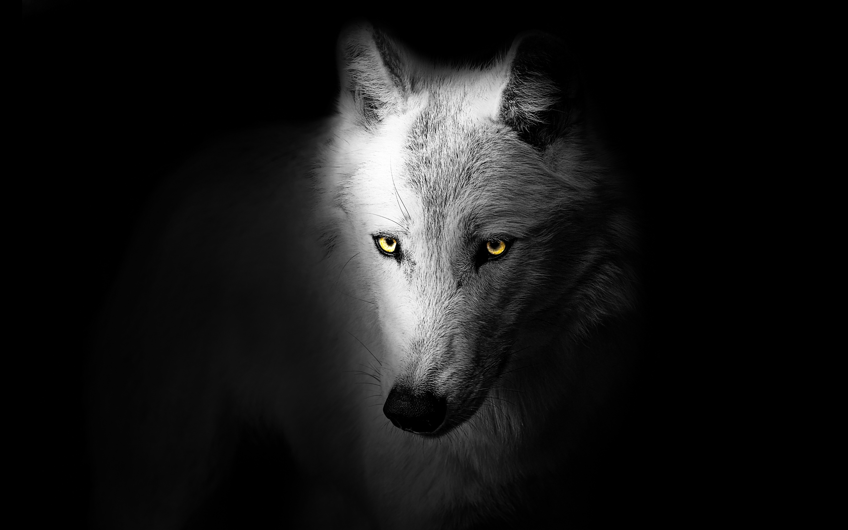 Black Wolf 4k Wallpapers Wolf Wallpaperspro | Images and Photos finder