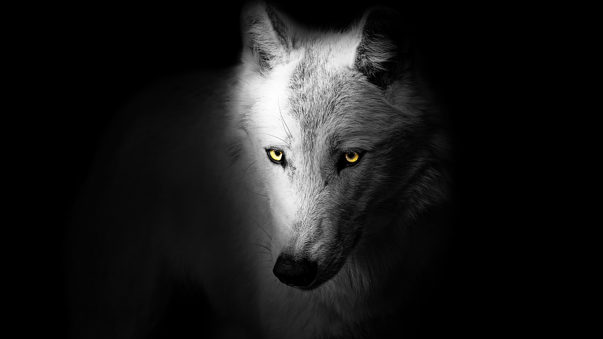 Black Wolf Wallpaper APK for Android Download