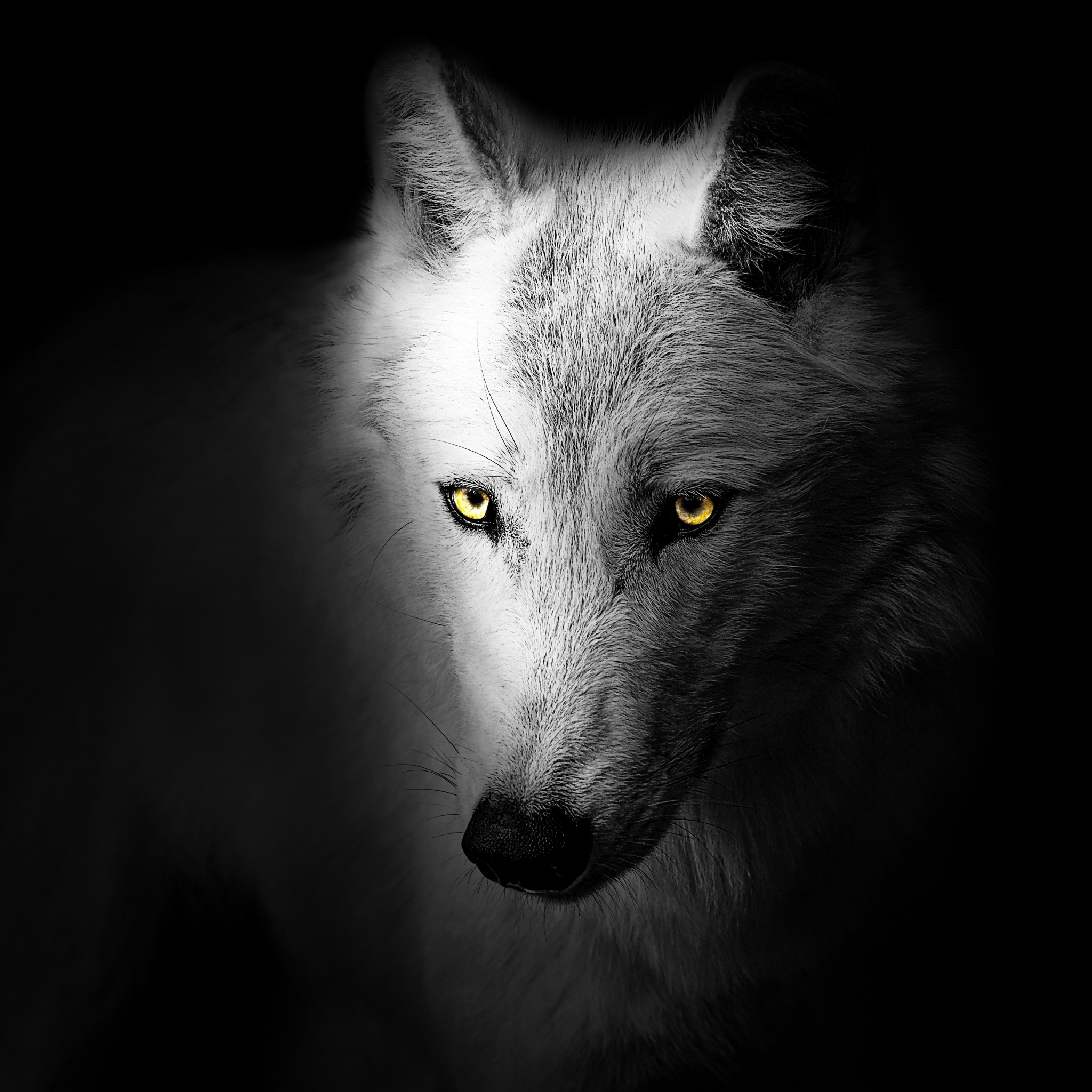 Wolf Wallpaper 4K, Black background, Wild, 5K