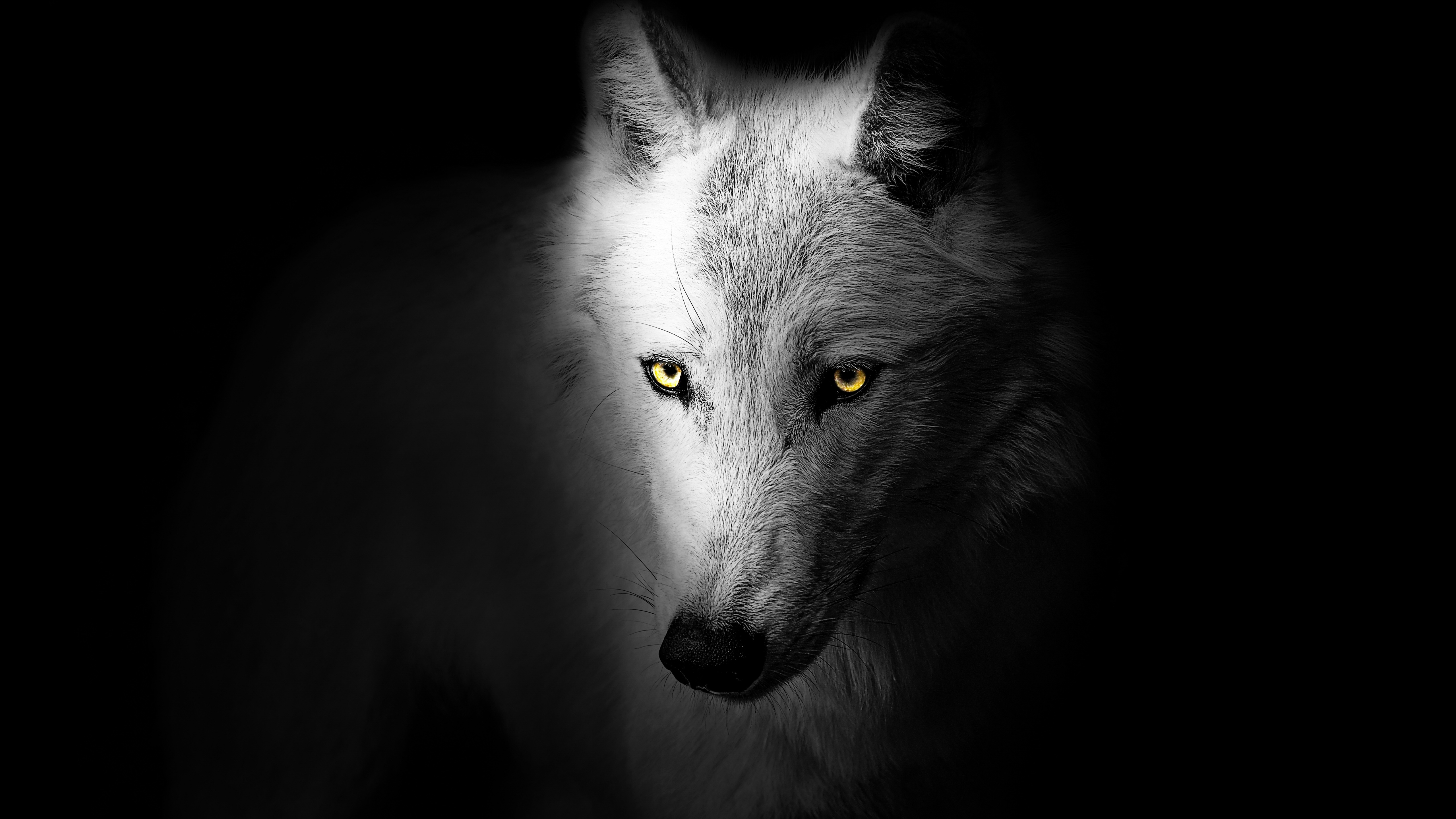 Black Wolf Wallpaper (64+ images)