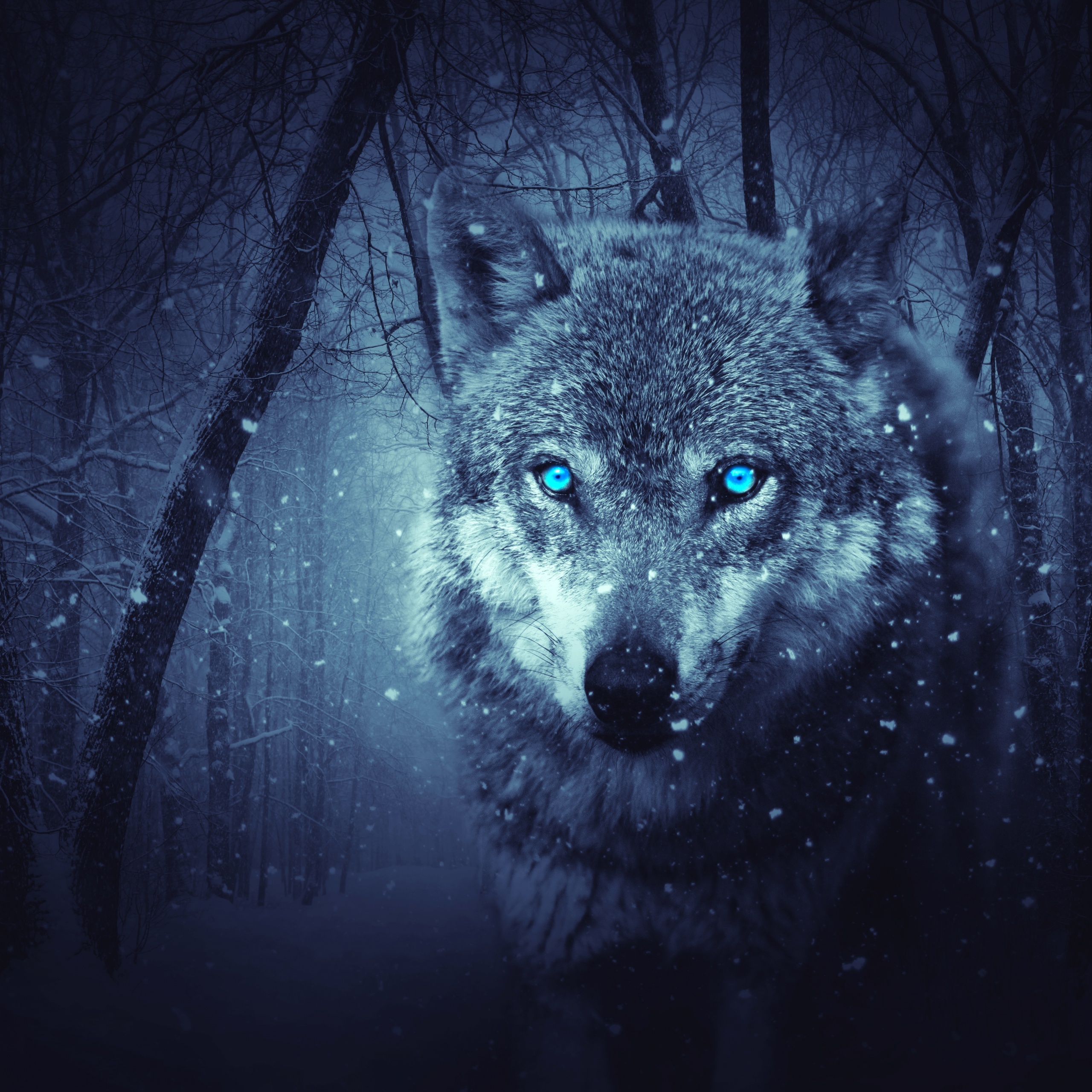 Wolf Wallpaper 4K, Blue eyes, Snowfall, Animals, #923