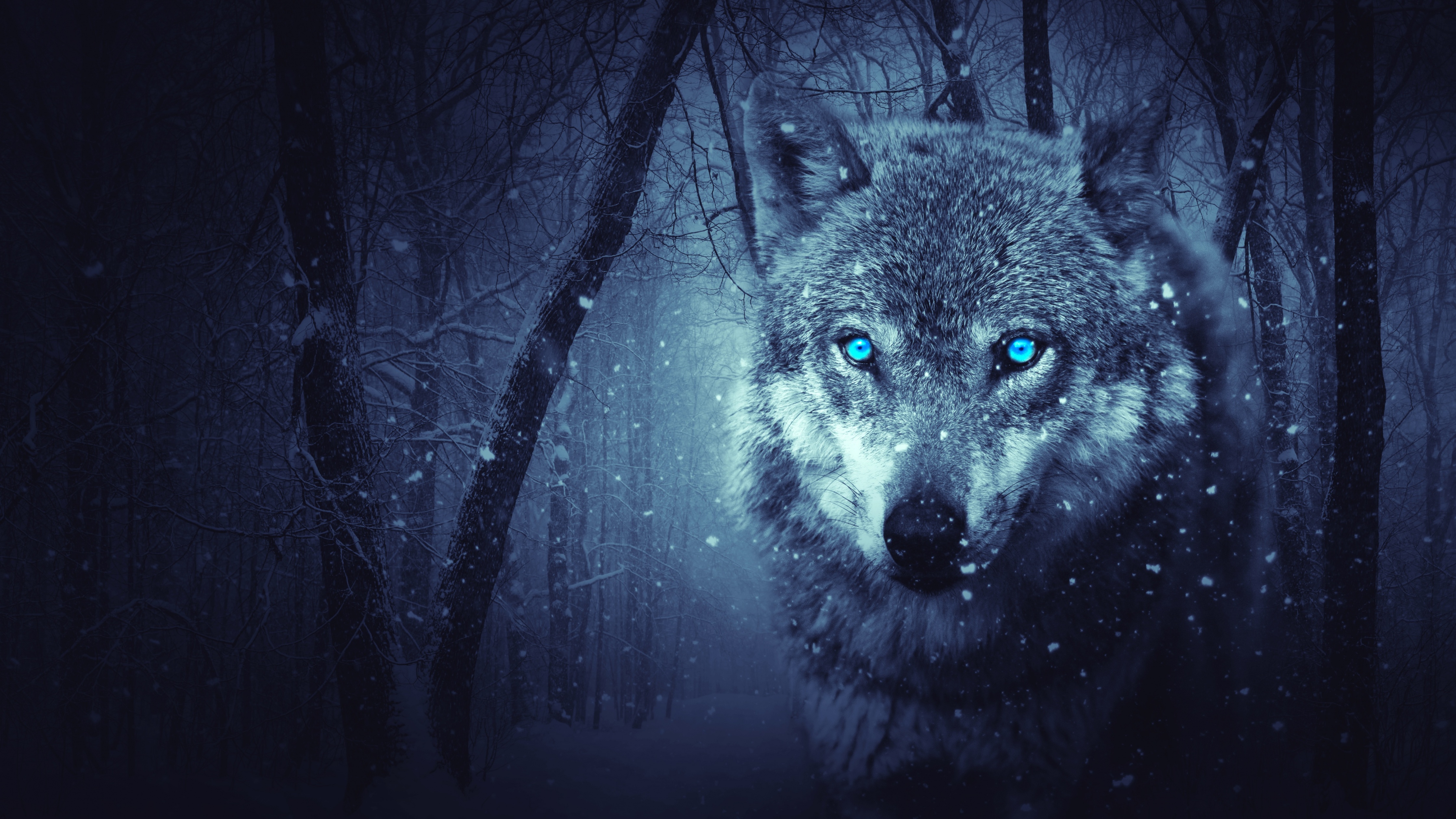 Wolf Wolves 4K wallpaper