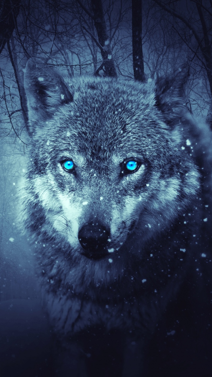 Wolf Wallpaper 4K, Blue eyes, Snowfall, Winter