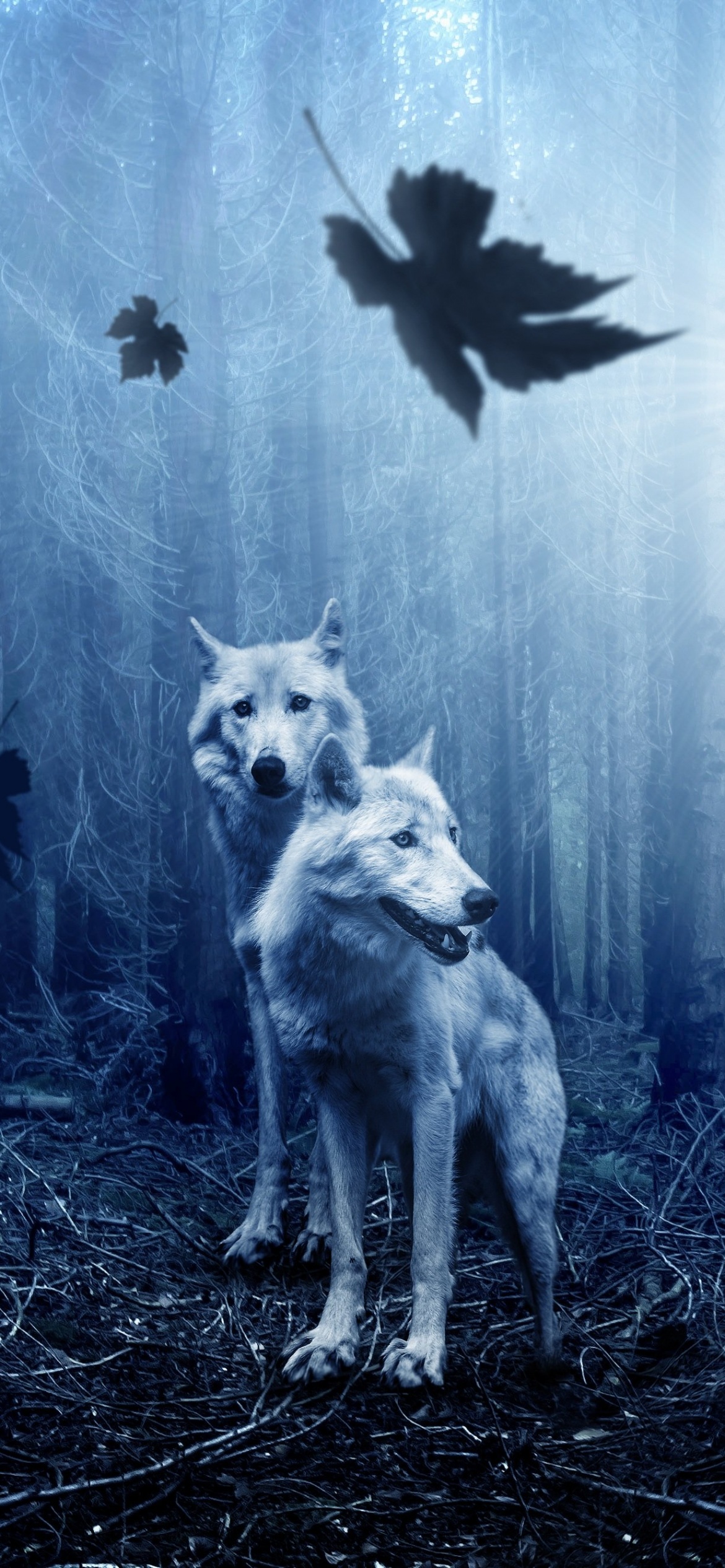 Wolf Wallpaper 4K Forest Dark background Animals 2342