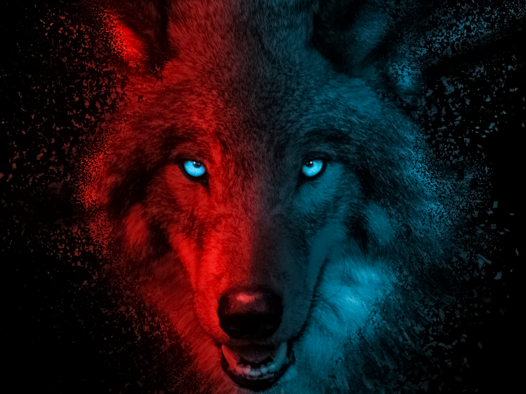 Red And Black Wolf Wallpapers  Wallpaper Cave