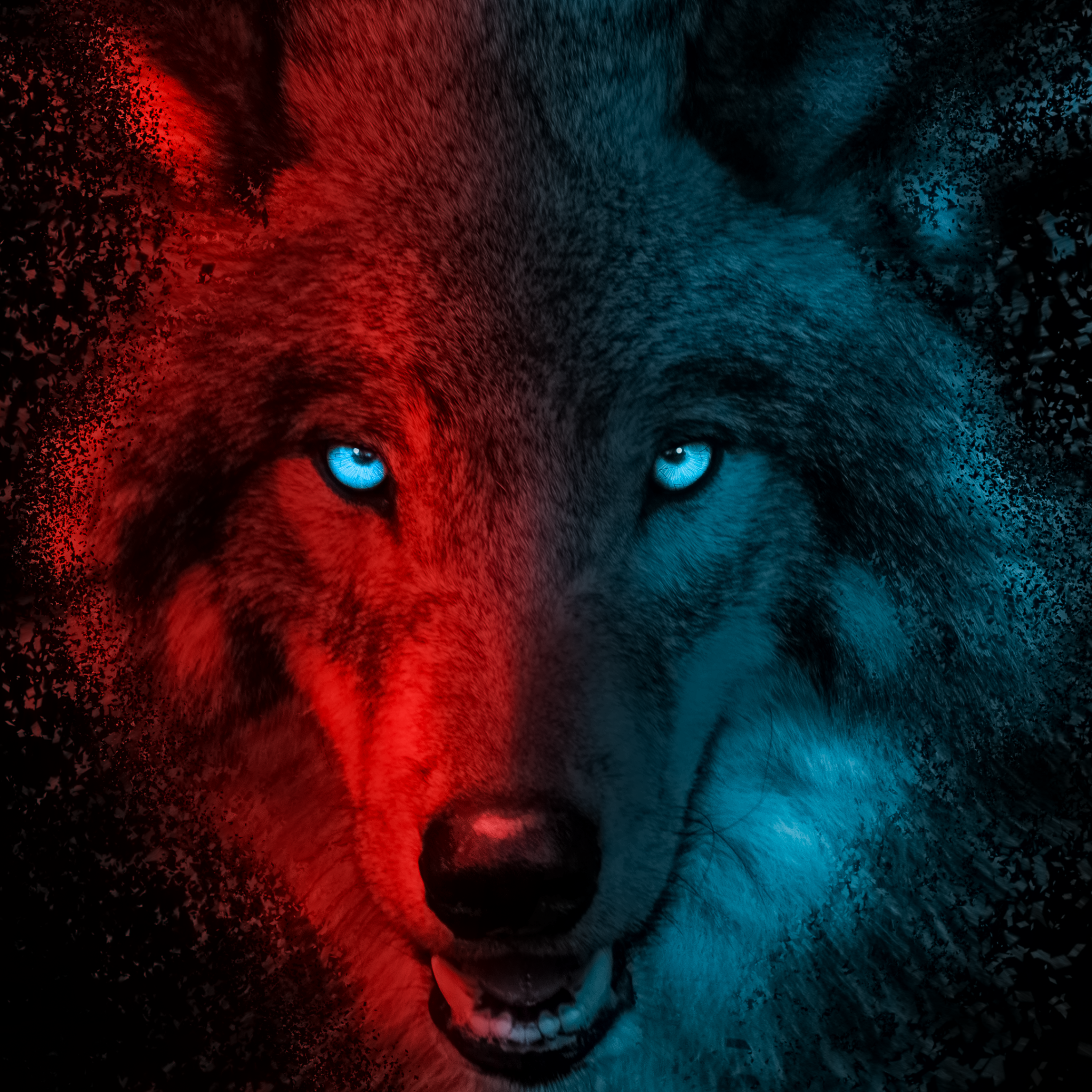 Wolf Wallpaper 4K, Scary, Gradient