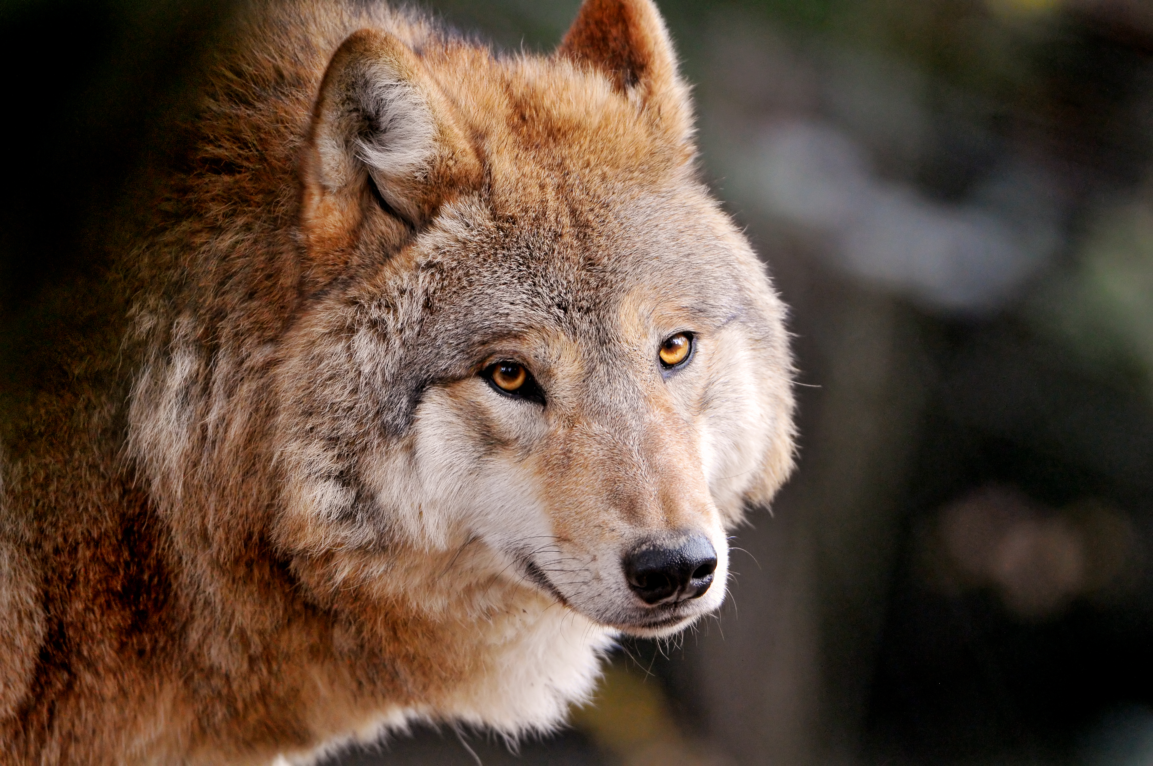Бирюк зверь лютый. Красивый волк. Взгляд волка. Волчица. Хищные животные волки.