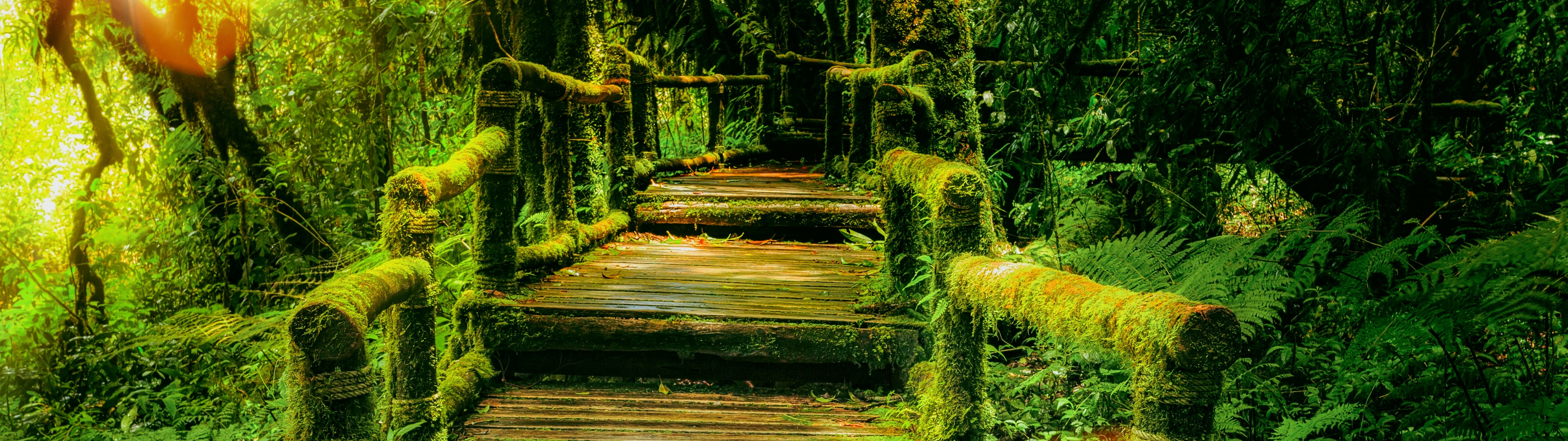 Wooden bridge Wallpaper 4K, Rainforest, Green, Wild, Nature, #1321