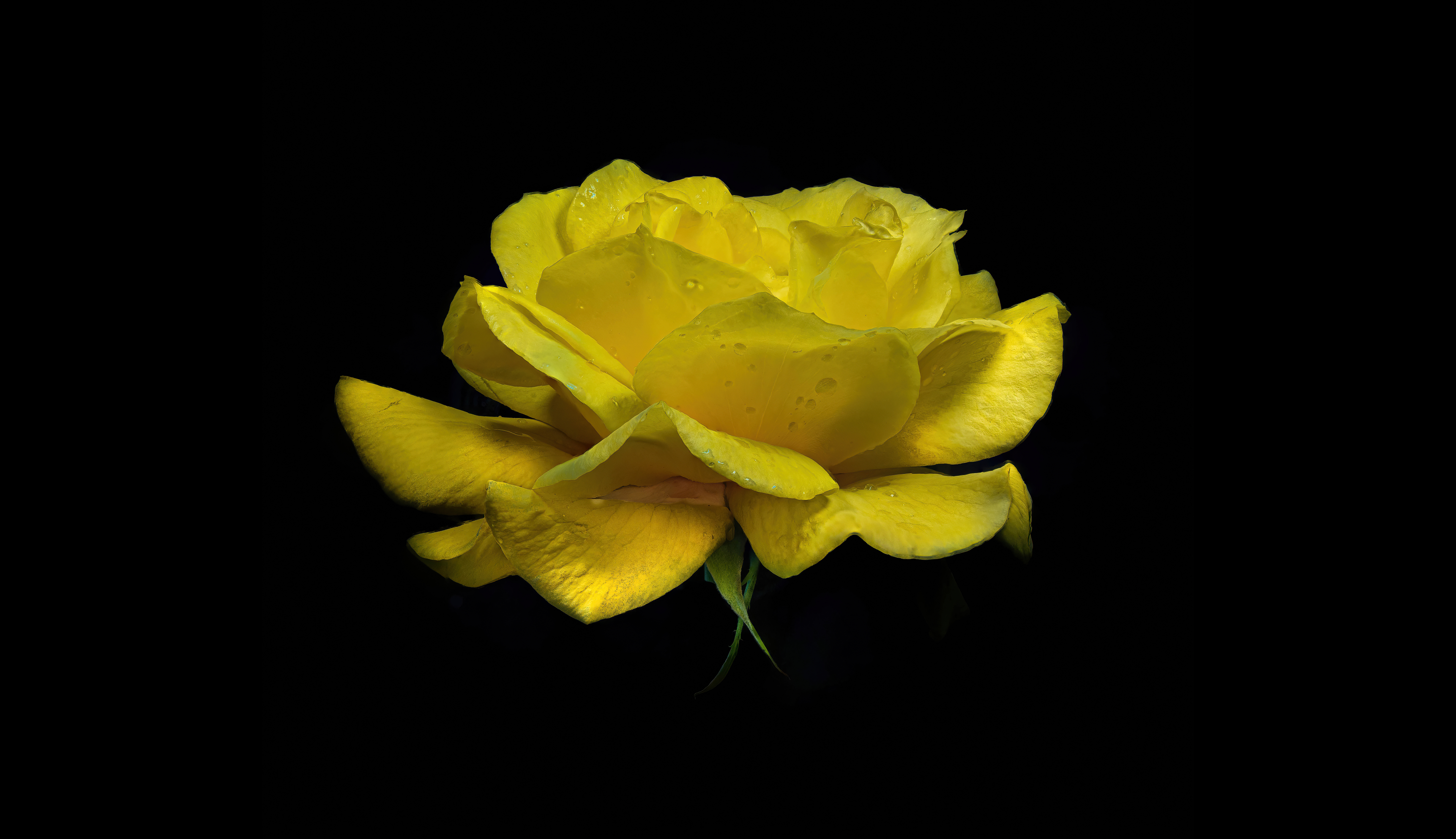 Yellow Rose wallpaper by MJS60  Download on ZEDGE  f059