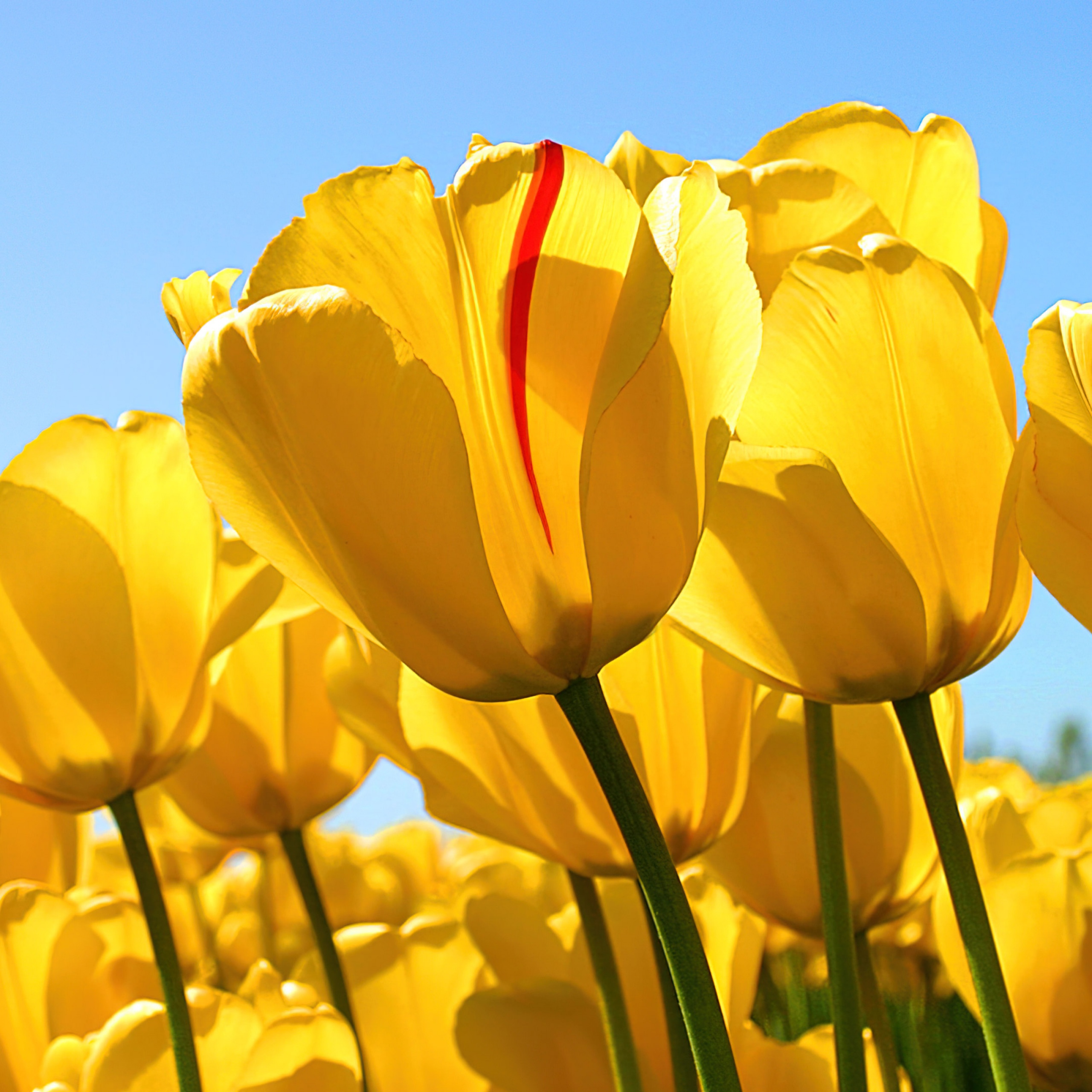 Yellow tulips Wallpaper 4K, Windows 7, Stock, Yellow flowers