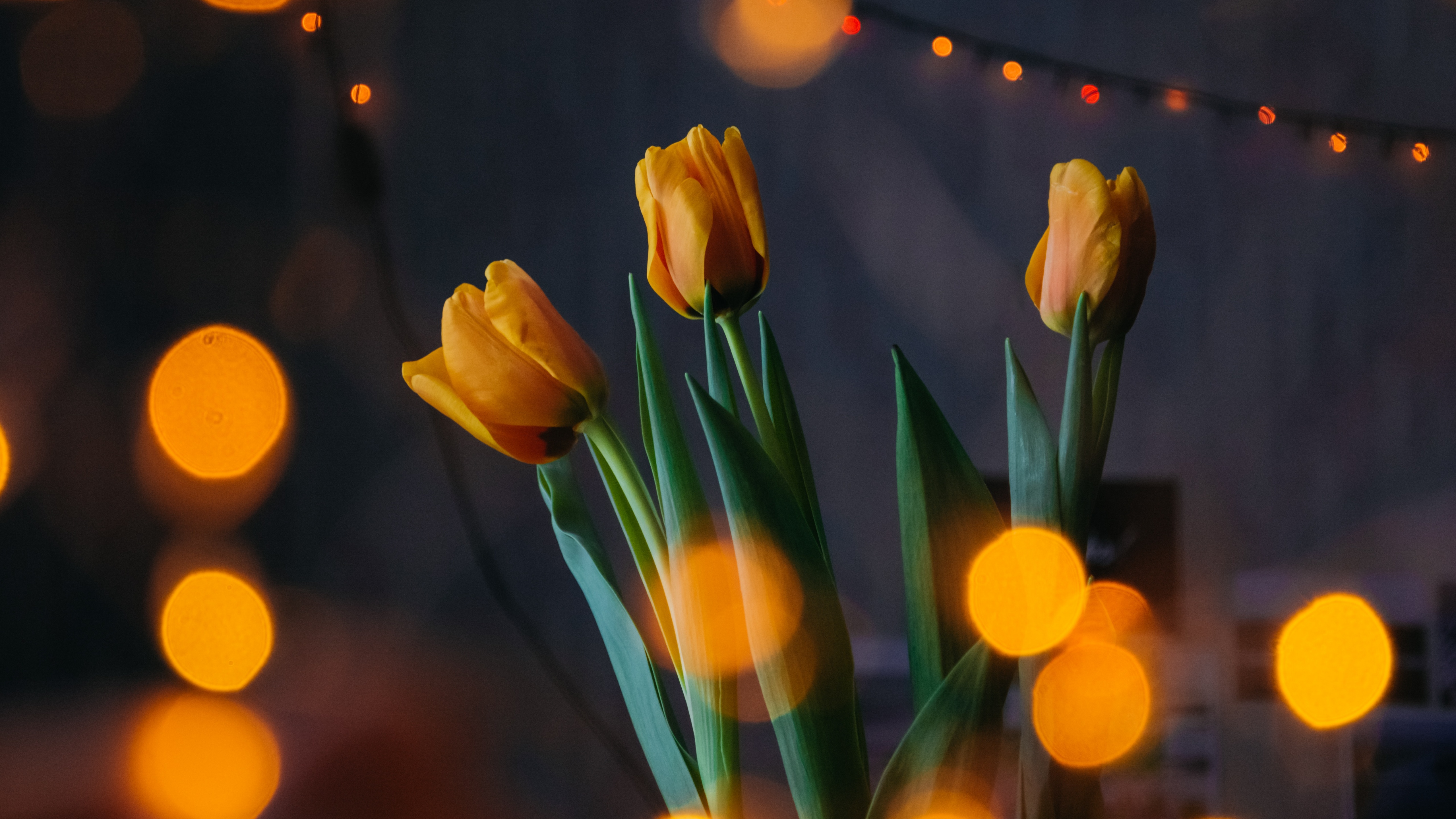 Yellow tulips Wallpaper 4K, Bokeh, Lights, #2999