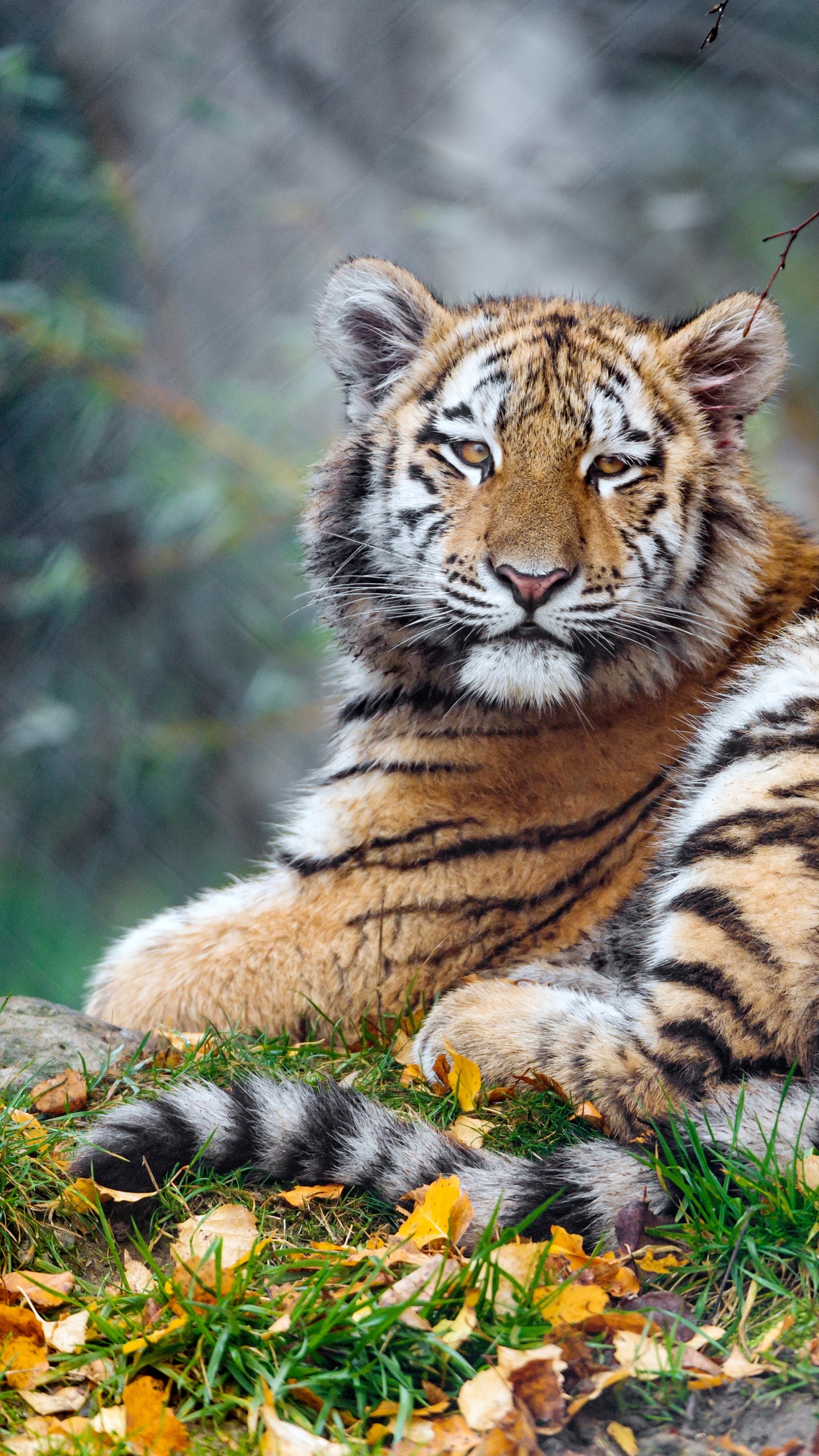Young tigress 4K Wallpaper, Carnivore, Autumn leaves