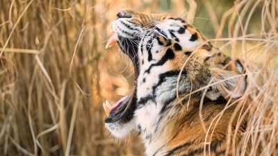 Siberian tiger, Roaring, Zoo, 5K, 8K
