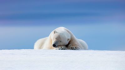 Polar bear, Arctic, 5K, 8K