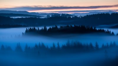Forest, Sunrise, Fog, Above clouds, Trees, 5K