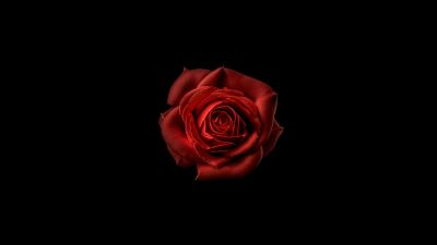 Red flower, Red Rose, Black background, 5K, 8K