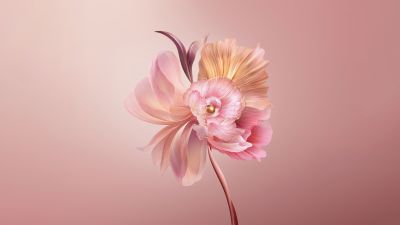 Abstract flower, Floral, Pastel red, Pink, Honor, Stock, Aesthetic