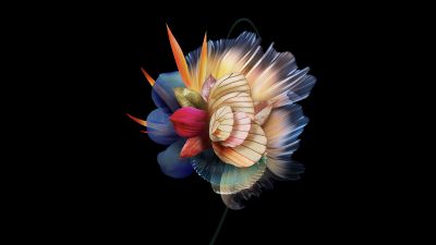 Abstract flower, AMOLED, 5K, Multicolor, Black background, Honor, Stock