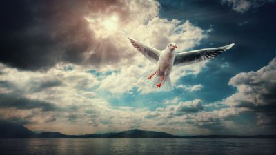 Seagull, Sunlight, Clouds, Flying bird, 5K