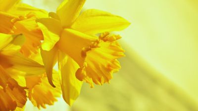 Daffodils, Yellow flowers, Yellow background, Blossom, 5K