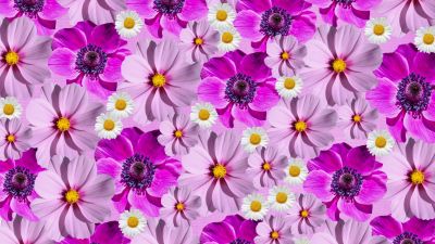 Floral Background, Magenta, Purple, Spring flowers