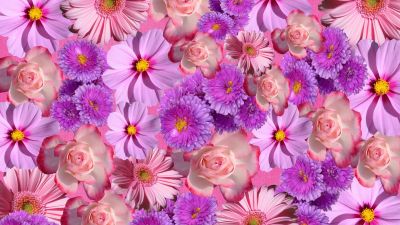 Blossom, Purple Flowers, Gerbera, Rose flowers, Floral Background