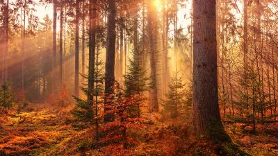 Fall, Sunlight, Forest, Autumn