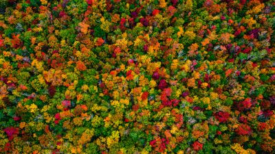 Autumn Forest, Maple trees, Aerial view, 5K