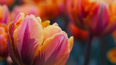 Garden tulip, Tulip flowers, Bokeh