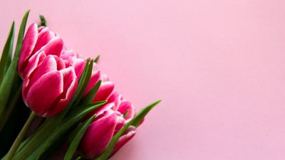 Pink Tulips, Pink background, 5K
