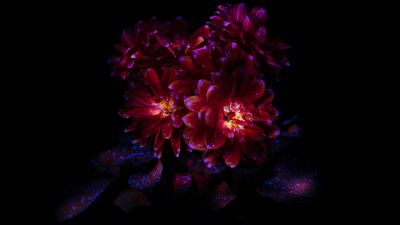 Chrysanthemum flowers, Dark aesthetic, Bloom, AMOLED, 8K, Black background, 5K