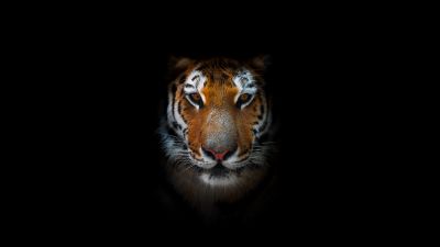 Tiger, AMOLED, Closeup, Predator, Black background, 5K, 8K