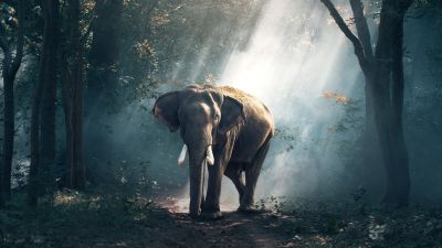 Elephant, Forest, Daylight, Woods