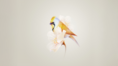 Pretty, Hummingbird, White flower, Yellow aesthetic, HarmonyOS, Stock