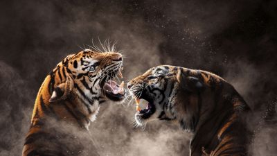 Tigers, Roaring, Bengal Tiger, Sumatran tiger, Smoke