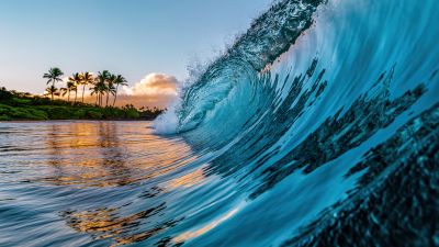 Ocean Waves, Palm trees, Tropical beach, Hawaii