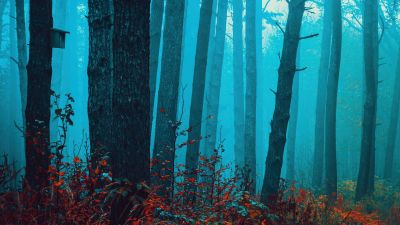 Foggy forest, Enchanting, Autumn Scenery, Mystical, Red leaves, Tranquility, Peace, Beauty, Serene