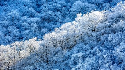 Winter forest, Snow covered, Sunny day, 5K, Outdoor, Blue aesthetic